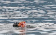 Tiere, Säugetiere - Raubtiere  Seehund_Phoca vitulina_Harbor Seal 07.JPG