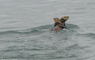 Tiere, Säugetiere - Raubtiere  Seeotter_Enhydra lutris_Sea Otter 02.JPG
