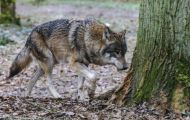 Tiere, Säugetiere - Raubtiere  Timberwolf_Canis lupus lycaon_Eastern Timber Wolf 01.JPG