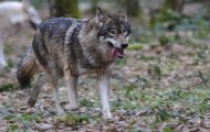 Tiere, Säugetiere - Raubtiere  Timberwolf_Canis lupus lycaon_Eastern Timber Wolf 03.JPG