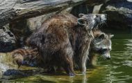 Tiere, Säugetiere - Raubtiere  Waschbär_Procyon lotor_Raccoon 16.JPG