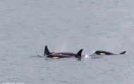 Tiere, Säugetiere -Zahn- & Bartenwale  Schwertwal_Orcinus Orca_Killer Whale 01.JPG