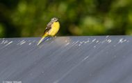 Tiere, Vögel - Sperlingsvögel Gebirgsstelze_Motacilla cinerea_Gray Wagtail 08.JPG
