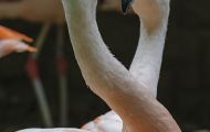 Tiere, Vögel - Flamingos  Rosaflamingo_Phoenicopterus roseus_Greater Flamingo 01.JPG