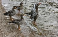 Tiere, Vögel - Gänsevögel  Graugans_Anser anser_Western Greylag Goose 04.JPG