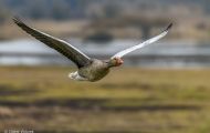 Tiere, Vögel - Gänsevögel  Graugans_Anser anser_Western Greylag Goose 16.JPG