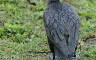 Tiere, Vögel - Gänsevögel  Ohrenscharbe_Phalacrocorax auritus_Double-crested Cormorant 05.JPG