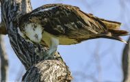 Tiere, Vögel - Greifvögel Fischadler_Pandion haliaetus_Osprey 05.JPG