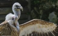 Tiere, Vögel - Greifvögel Gänsegeier_Gyps fulvus_Griffon Vulture 01.JPG