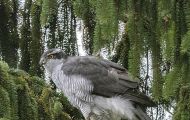 Tiere, Vögel - Greifvögel Habicht_Accipiter gentilis_ Northern Goshawk 03.JPG