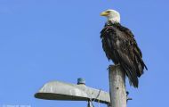 Tiere, Vögel - Greifvögel Weißkopfseeadler_Haliaeetus leucocephalus_Bald Eagle 20.JPG
