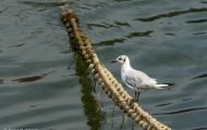Tiere, Vögel - Regenpfeiferartige Vögel  Lachmöwe_Larus ridibundus_Common Black-headed Gull 03.JPG