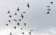 Tiere, Vögel - Regenpfeiferartige Vögel  Trottellumme_Uria aalge_Common Murre 04.JPG