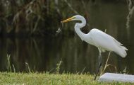 Tiere, Vögel - Ruderfüßer  Kanadareiher_Ardea herodias_Great White Heron 06.JPG