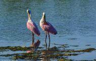 Tiere, Vögel - Ruderfüßer  Rosalöffler_Ajaia ajaja_Roseate Spoonbill 02.JPG