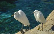 Tiere, Vögel - Ruderfüßer  Schmuckreiher_Egretta thula_Snowy Egret 01.JPG