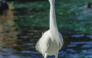 Tiere, Vögel - Ruderfüßer  Schmuckreiher_Egretta thula_Snowy Egret 05.JPG
