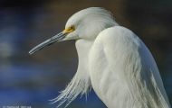 Tiere, Vögel - Ruderfüßer  Schmuckreiher_Egretta thula_Snowy Egret 08.JPG