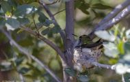 Tiere, Vögel - Seglervögel  Dreifarbenkolibri_Selasphorus platycercus_Broad-Tailed Hummingbird 01.JPG