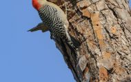 Tiere, Vögel - Spechtvögel  Carolina-Specht_Melanerpes carolinus_Red-Bellied Woodpecker 04.JPG