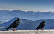 Tiere, Vögel - Sperlingsvögel  Alpendohle_Pyrrhocorax graculus_Yellow-Billed Chough 05.JPG