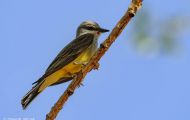 Tiere, Vögel - Sperlingsvögel  Arkansaskönigstyrann_Tyrannus verticalis_Western Kingbird 01.JPG
