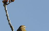 Tiere, Vögel - Sperlingsvögel  Buschzaunkönig_Thryomanes bewickii_Bewick's Wren 03.JPG