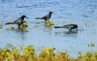 Tiere, Vögel - Sperlingsvögel  Fischkrähe_Corvus ossifragus_Fish Crow 06.JPG