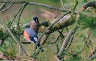 Tiere, Vögel - Sperlingsvögel  Gimpel_Dompfaff_Pyrrhula pyrrhula_Bullfinch 01.JPG