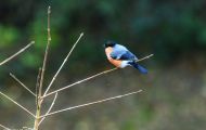 Tiere, Vögel - Sperlingsvögel  Gimpel_Dompfaff_Pyrrhula pyrrhula_Bullfinch 05.JPG