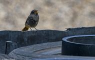 Tiere, Vögel - Sperlingsvögel  Hausrotschwanz_Phoenicurus ochruros_Black Redstart 03.JPG