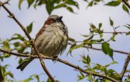 Tiere, Vögel - Sperlingsvögel  Haussperling_Passer domesticus_House Sparrow 12.JPG