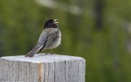 Tiere, Vögel - Sperlingsvögel  Junko_Junco hyemalis_Dark-eyed Junco 01.JPG