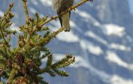 Tiere, Vögel - Sperlingsvögel  Kiefernhäher_Nucifraga columbiana_Clark's Nutcracker 03.JPG
