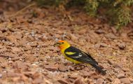 Tiere, Vögel - Sperlingsvögel  Kieferntangar_Piranga ludoviciana_Western Tanager 06.JPG