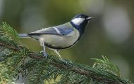 Tiere, Vögel - Sperlingsvögel  Kohlmeise_Parus major_Great Tit 02.JPG
