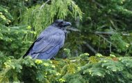 Tiere, Vögel - Sperlingsvögel  Kolkrabe_Corvus corax_Common Raven 02.JPG