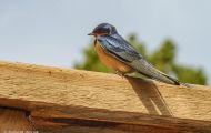 Tiere, Vögel - Sperlingsvögel  Mehlschwalbe_Delichon urbica_House Martin 01.JPG