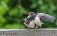 Tiere, Vögel - Sperlingsvögel  Rauchschwalbe_Hirundo rustica_Barn Swallow 02.JPG