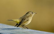 Tiere, Vögel - Sperlingsvögel  Rohrsänger_Acrocephalus_Warbler 01.JPG