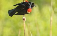 Tiere, Vögel - Sperlingsvögel  Rotkehlchen_Erithacus rubecula_European Robin 01.JPG