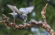 Tiere, Vögel - Sperlingsvögel  Star_Sturnus vulgaris_Common Starling 05.JPG