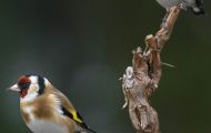 Tiere, Vögel - Sperlingsvögel  Stieglitz_Carduelis carduelis_ European Goldfinch 07.JPG