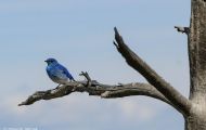 Tiere, Vögel - Sperlingsvögel  Westlicher Buschhäher_Aphelocoma californica_Western Scrub Jay 06.JPG