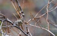 Tiere, Vögel - Sperlingsvögel  Zaunkönig_Troglodytes troglodytes_Winter Wren 04.JPG
