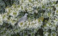 Tiere, Vögel - Taubenvögel  Ringeltaube_Columba palumbus_Wood Pigeon 04.JPG