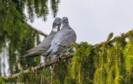 Tiere, Vögel - Taubenvögel  Ringeltaube_Columba palumbus_Wood Pigeon 06.JPG