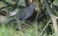Tiere, Vögel - Taubenvögel  Türkentaube_Streptopelia decaocto_Eurasian Collared-Dove 01.JPG