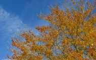 Wälder, Laubwald - Eifel  Laubwald 05.JPG