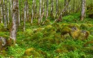 Wälder, Laubwald - Oberbayern  Laubwald 21.JPG